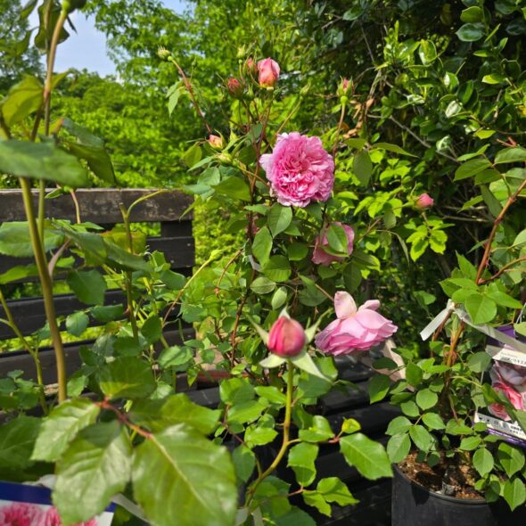 心ときめくバラの祭典「ROSE PARTY」始まります♪