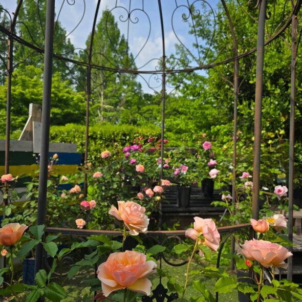 心ときめくバラの祭典「ROSE PARTY」始まります♪