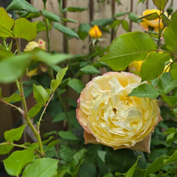 心ときめくバラの祭典「ROSE PARTY」始まります♪