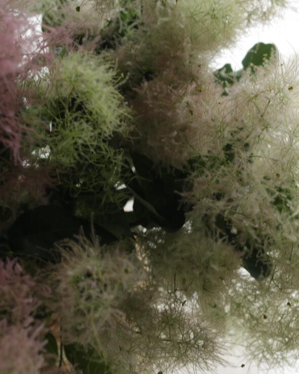 ふわふわスモークツリーと爽やかドウダンツツジで季節を彩ろう