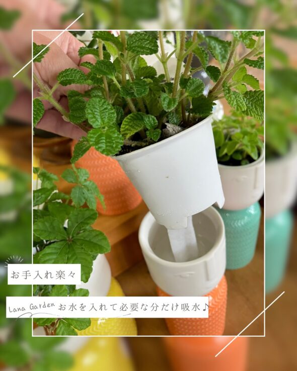 髪型みたいに楽しめる♪アクアテラポット『コケシ』入荷中