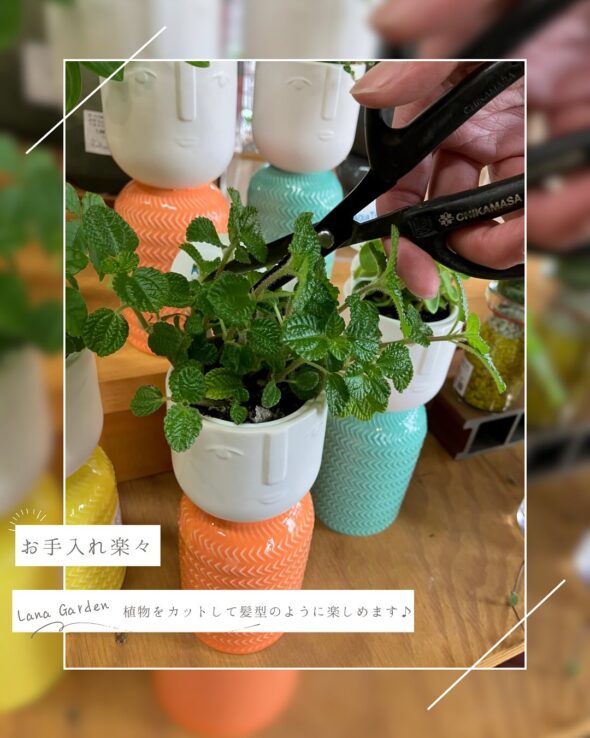 髪型みたいに楽しめる♪アクアテラポット『コケシ』入荷中