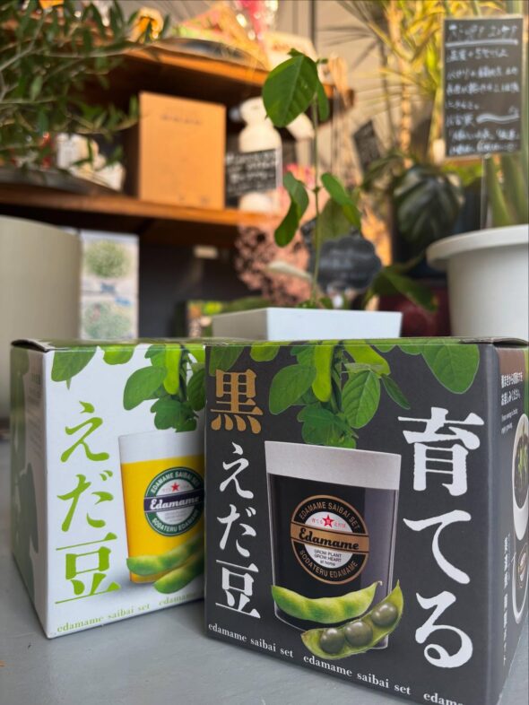 育てて楽しい、贈ってうれしい！父の日に植物育成キットを🌱