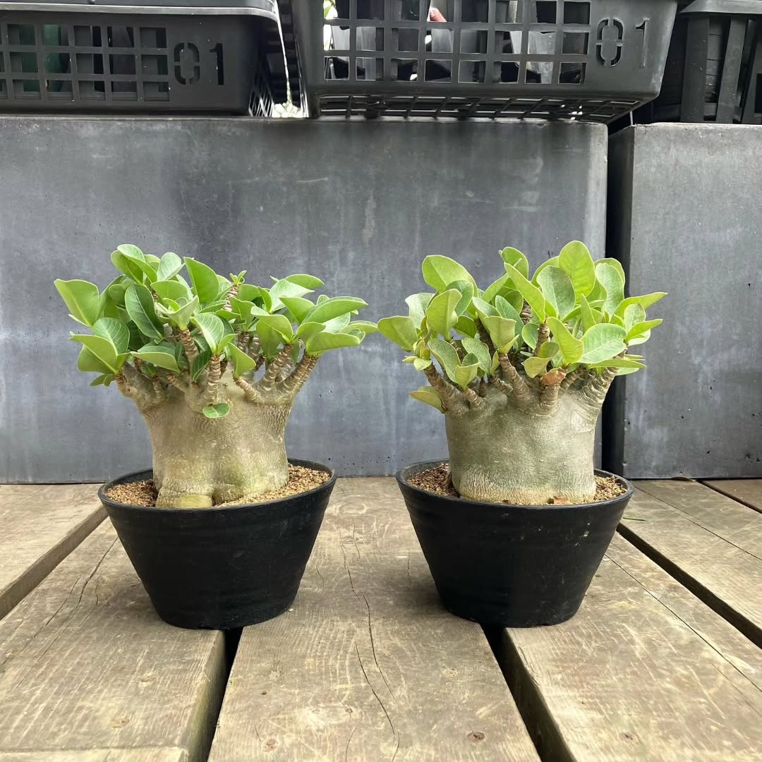 アデニウムアラビカム - グリーンプロデュース～暮らしに緑を