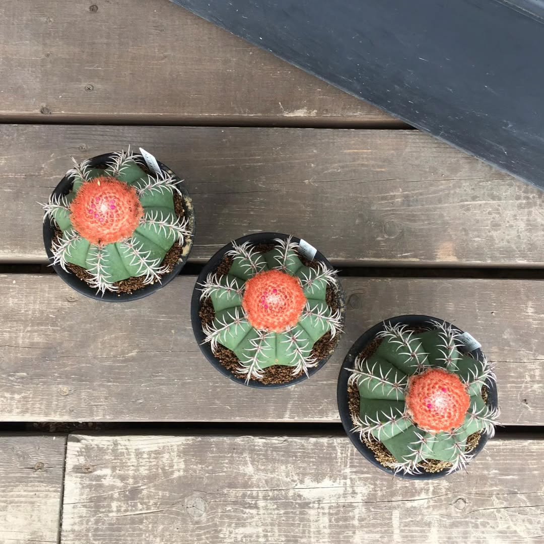 メロカクタス マタンザヌス - グリーンプロデュース～暮らしに緑を