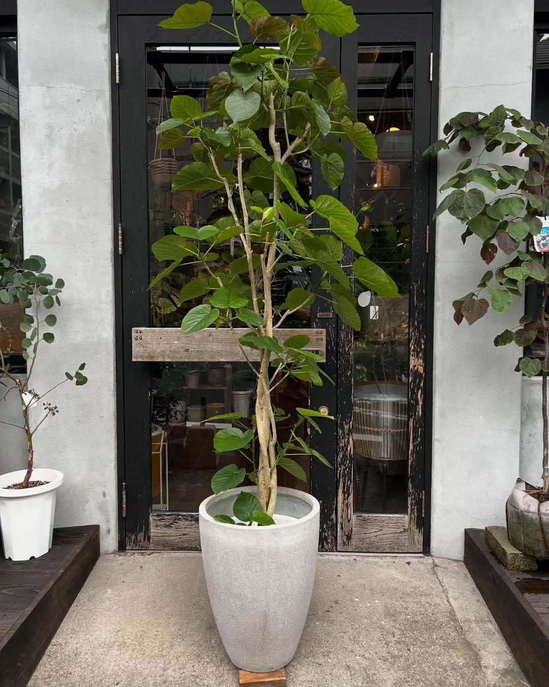 ウンベラータ - グリーンプロデュース～暮らしに緑を～｜グリーン雑貨