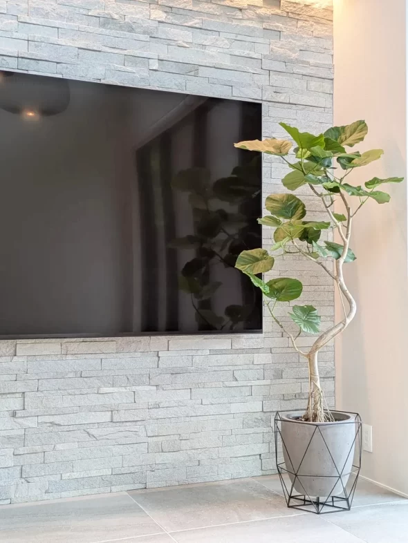 ウンベラータとストレリチア、素敵なお部屋に仲間入りしました