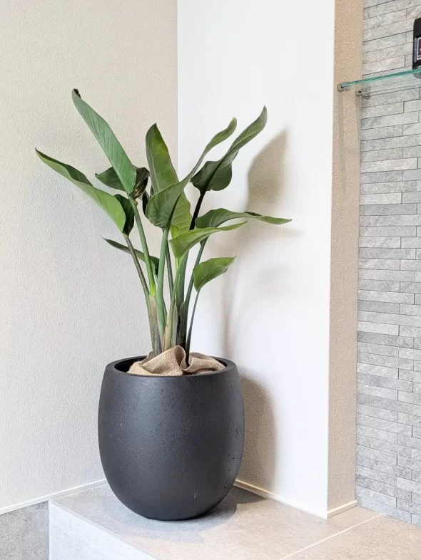 ウンベラータとストレリチア、素敵なお部屋に仲間入りしました