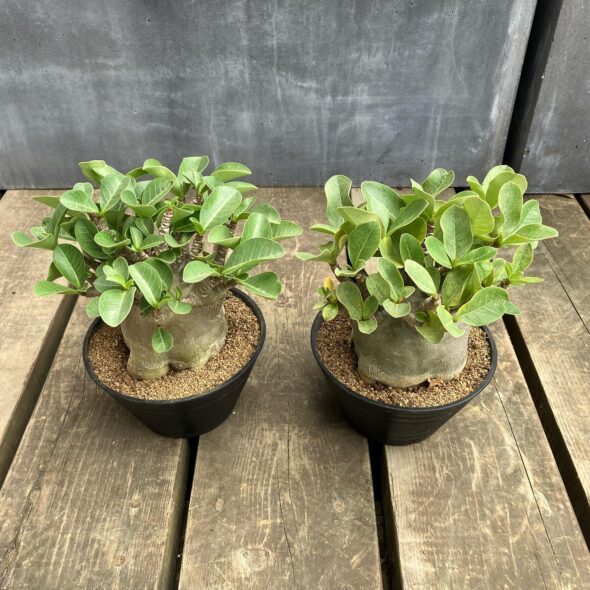 コンパクトで魅力的！アデニウム・アラビカムのドワーフタイプ