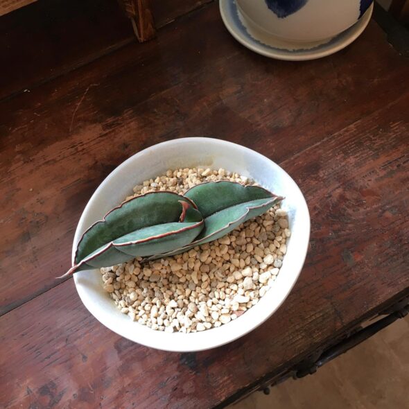 希少な「サンセベリア・バナナ」と、作家もの植木鉢の出会い