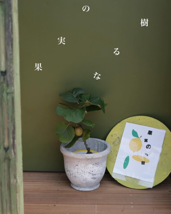 おうちで収穫体験🍋実のなる樹、勢ぞろい！