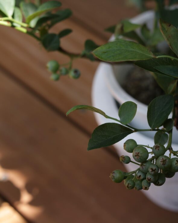 おうちで収穫体験🍋実のなる樹、勢ぞろい！