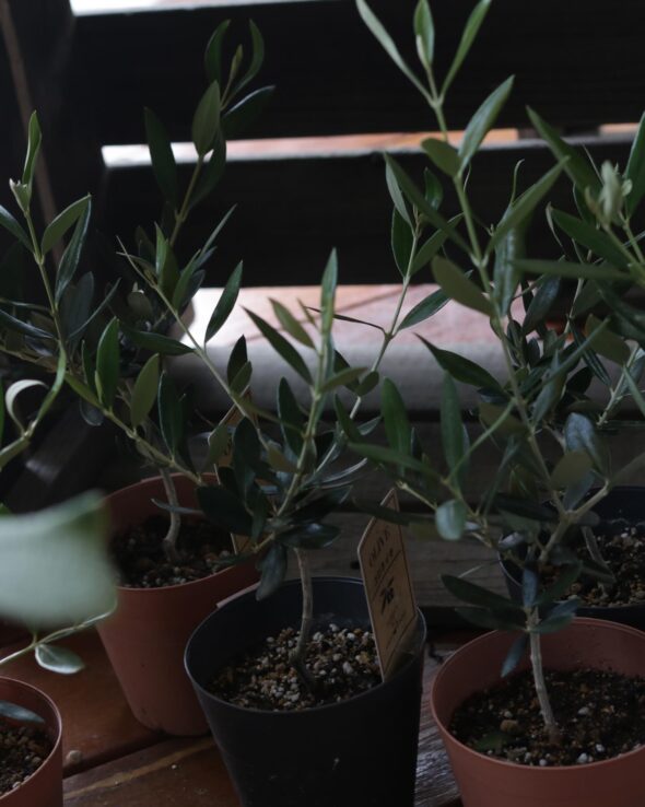 おうちで収穫体験🍋実のなる樹、勢ぞろい！