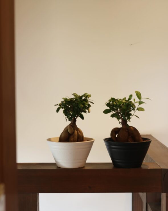 育てやすさ最強クラス‼︎ トックリラン・ガジュマル・ソテツ入荷中