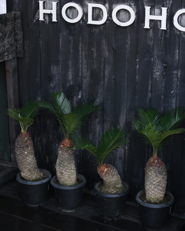 育てやすさ最強クラス‼︎ トックリラン・ガジュマル・ソテツ入荷中