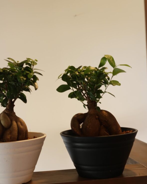 育てやすさ最強クラス‼︎ トックリラン・ガジュマル・ソテツ入荷中