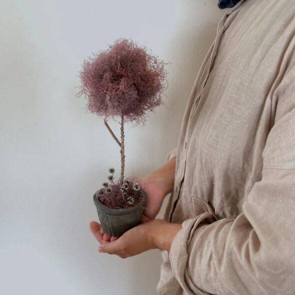 お世話いらずの魔法の木。ドライのスモークツリー、限定入荷