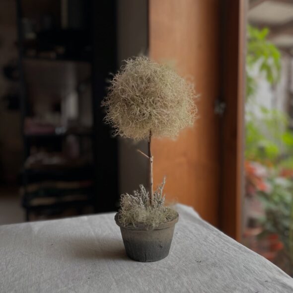 お世話いらずの魔法の木。ドライのスモークツリー、限定入荷