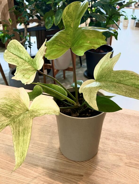 淡いミントグリーンに癒されて。初心者にもおすすめの観葉植物