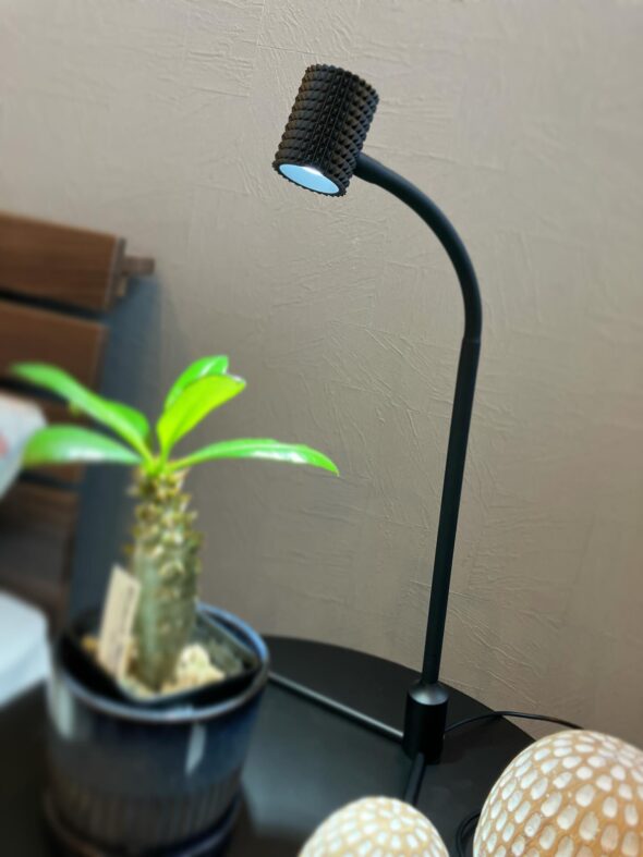 暗い場所でも植物が元気に🌱おしゃれライトで育てよう♪