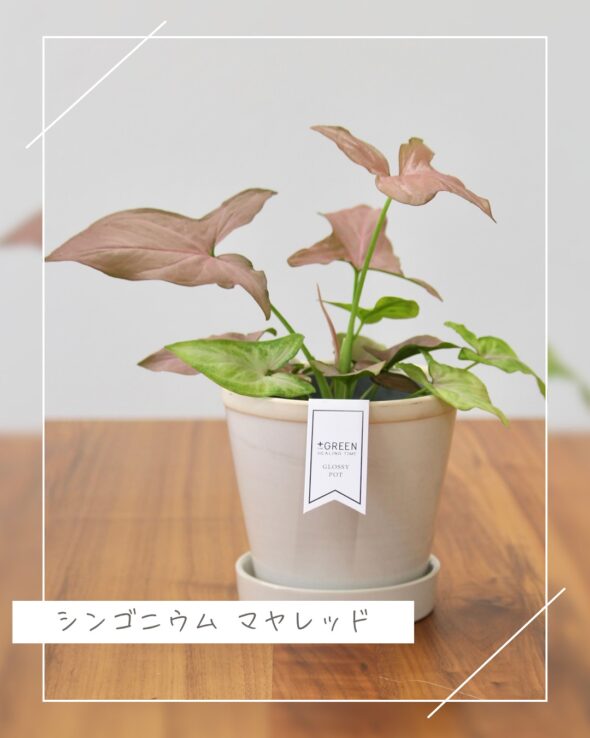 【暮らしに彩りを】グリーン×鉢の自由なコーディネート術