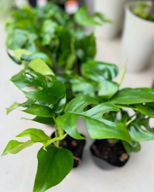 初心者さんにもおすすめ！育てやすい人気グリーン入荷中🪴