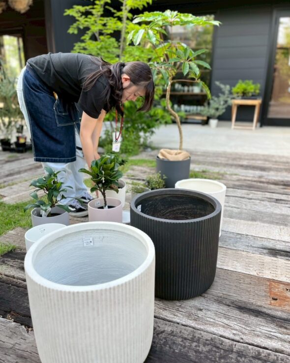 可愛い鉢が大集合♡スモークツリー＆かすみ草も入荷中