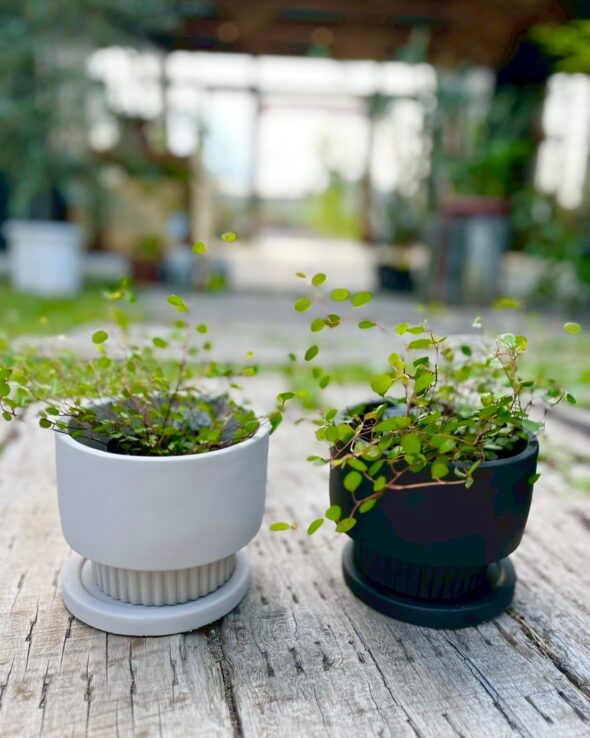 可愛い鉢が大集合♡スモークツリー＆かすみ草も入荷中