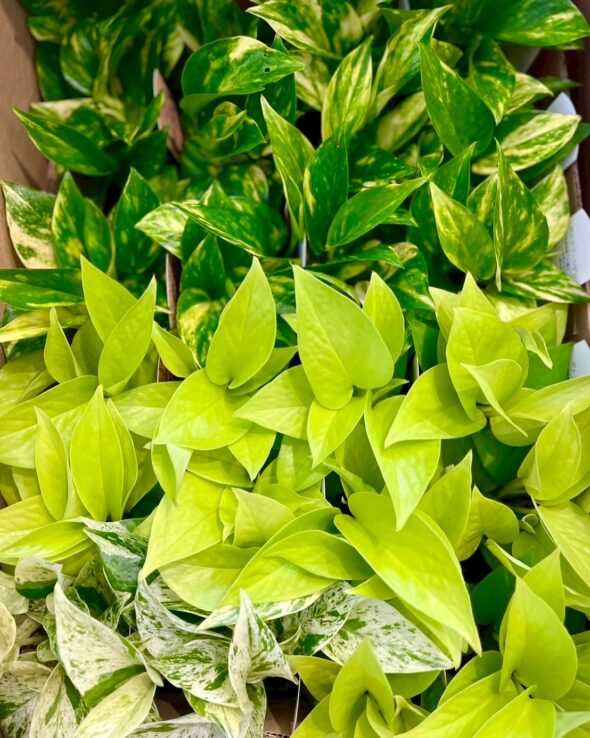 可愛い鉢が大集合♡スモークツリー＆かすみ草も入荷中