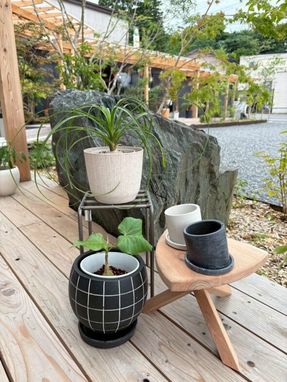 新しい鉢入荷 - グリーンプロデュース～暮らしに緑を～｜グリーン雑貨