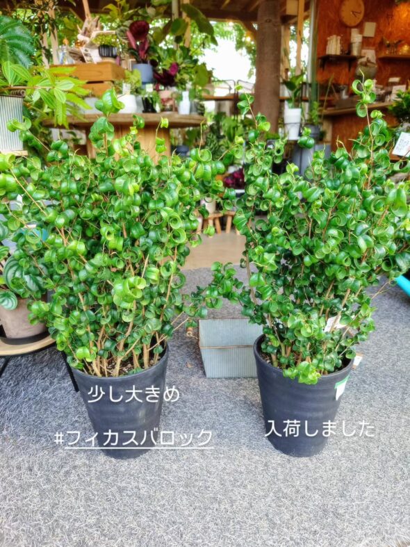 人気の庭木＆シンボルツリー、再入荷しました！