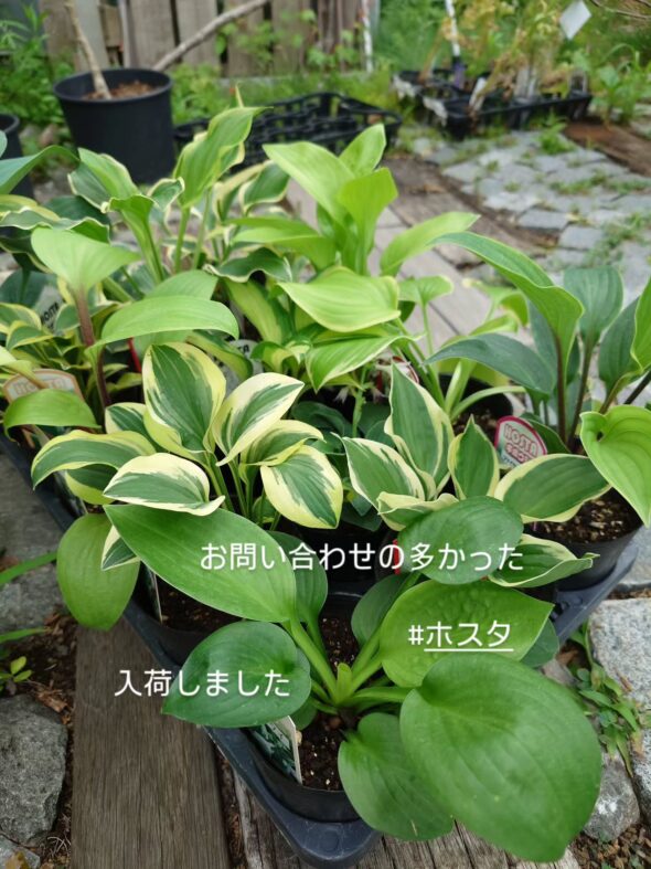 人気の庭木＆シンボルツリー、再入荷しました！
