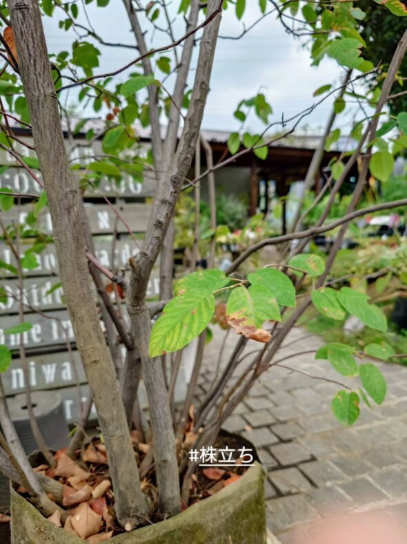 おウチの顔に！シンボルツリー特集🌳お手頃サイズ揃ってます