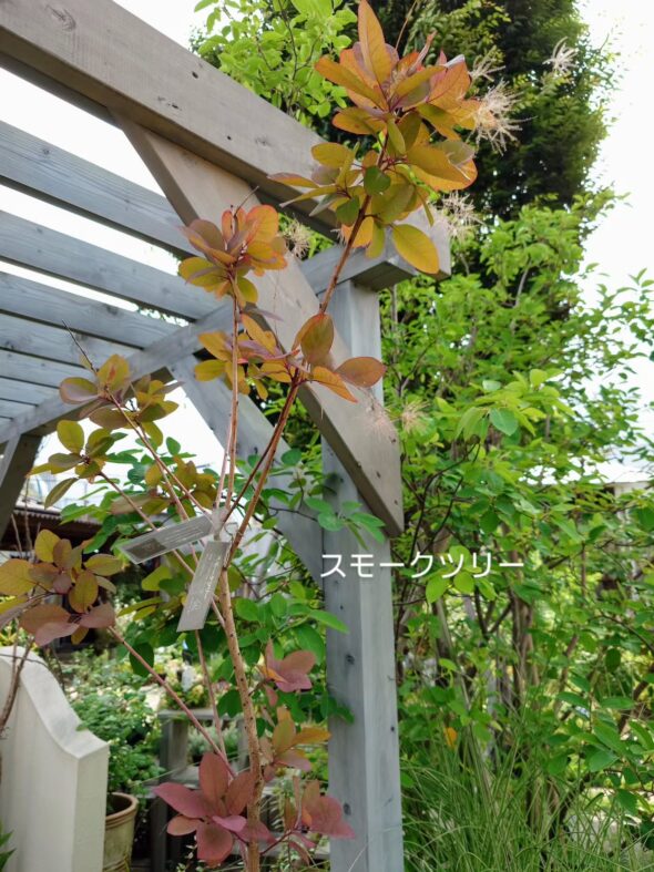 おウチの顔に！シンボルツリー特集🌳お手頃サイズ揃ってます