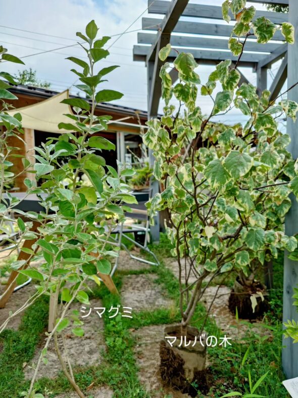 おウチの顔に！シンボルツリー特集🌳お手頃サイズ揃ってます