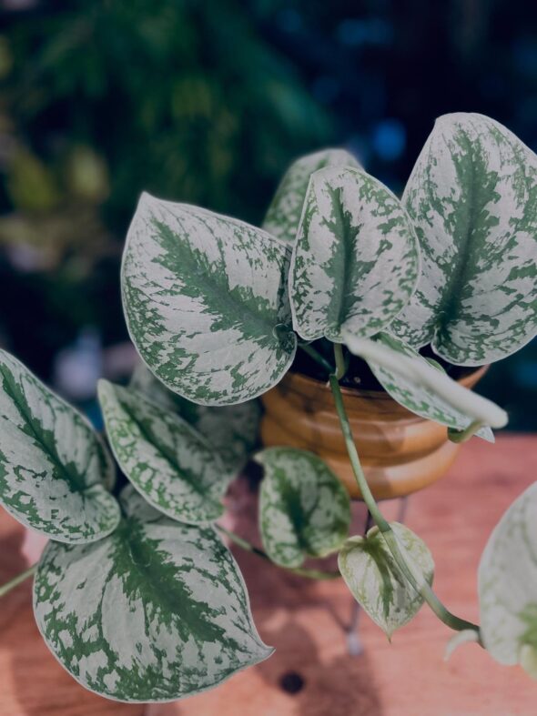 大ぶり&メタリック✨個性派グリーンお探しの方へ!