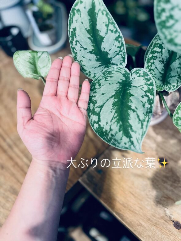 大ぶり&メタリック✨個性派グリーンお探しの方へ!