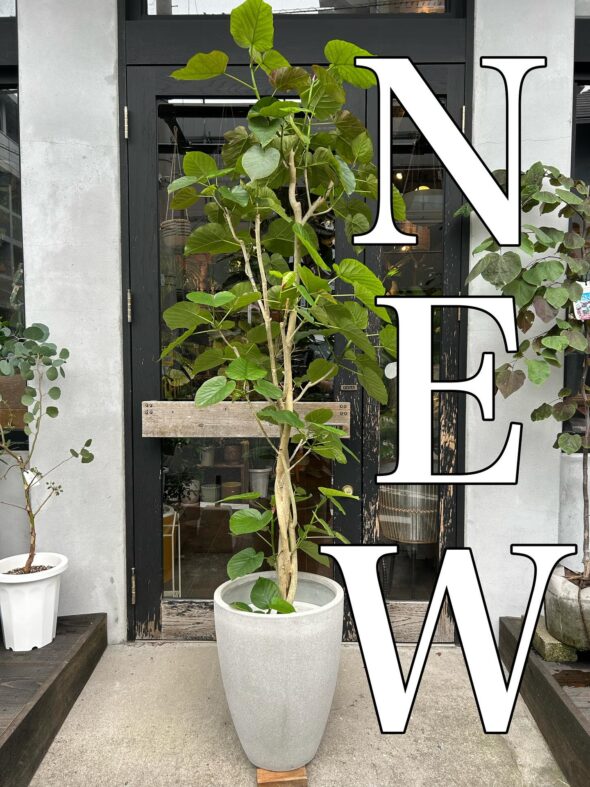 2m級の存在感!ハートの葉っぱに恋するウンベラータ