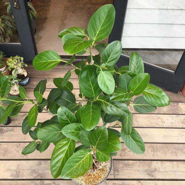 曲がり樹形と白い幹肌が映える、剪定後のベンガレンシス