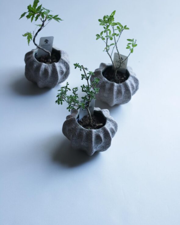 小さな鉢に、大きな魅力。ミニ盆栽と暮らす