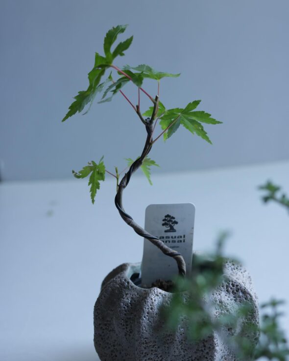 小さな鉢に、大きな魅力。ミニ盆栽と暮らす