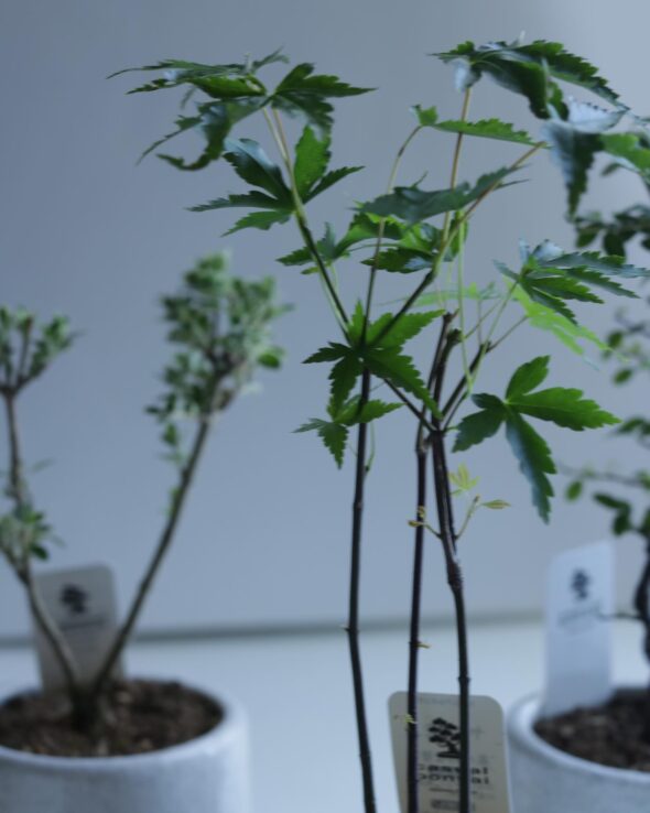 小さな鉢に、大きな魅力。ミニ盆栽と暮らす