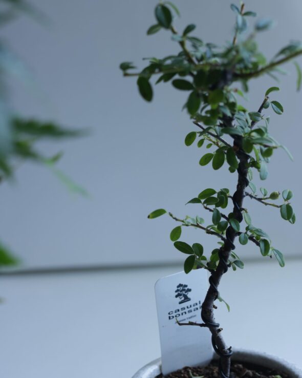 小さな鉢に、大きな魅力。ミニ盆栽と暮らす