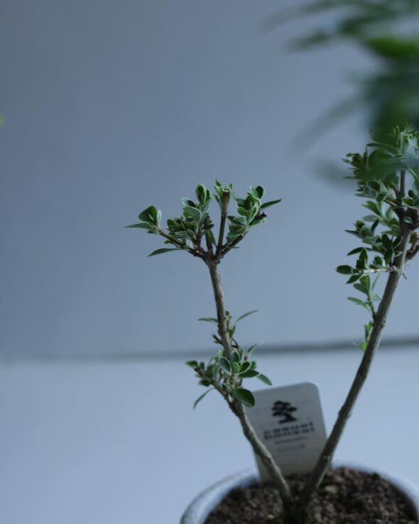 小さな鉢に、大きな魅力。ミニ盆栽と暮らす