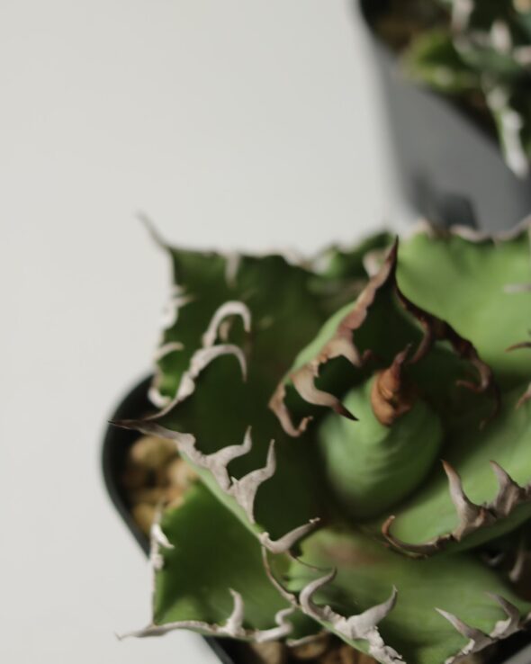 棘が美しいアガベたち。人気のチタノタも登場！