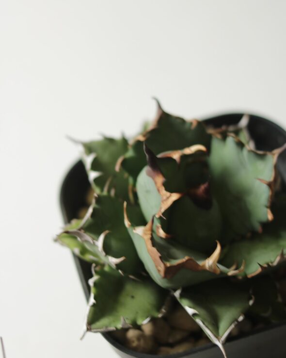 棘が美しいアガベたち。人気のチタノタも登場！