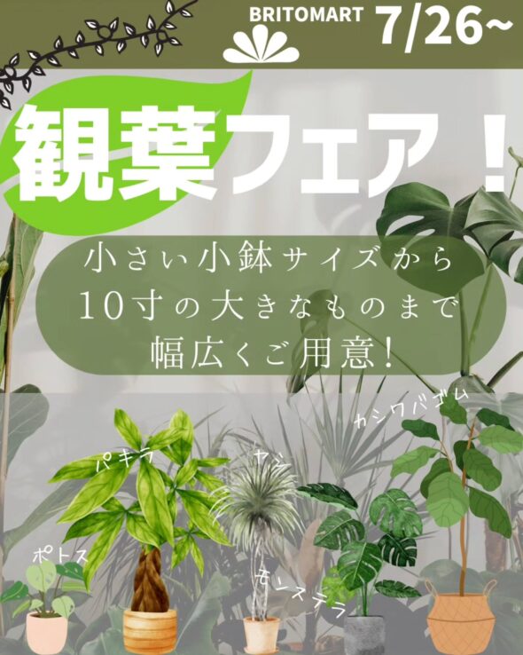 【観葉フェア開催】暮らしに涼を添えるグリーン、揃ってます!