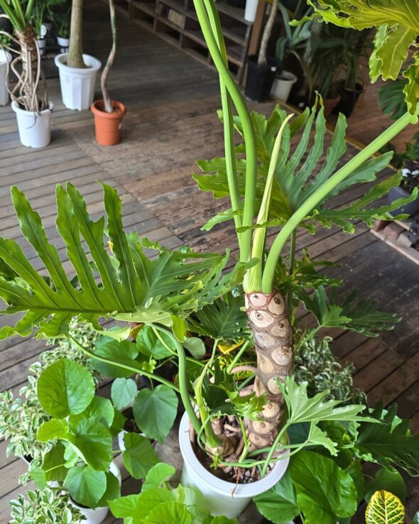 【観葉フェア開催】暮らしに涼を添えるグリーン、揃ってます!