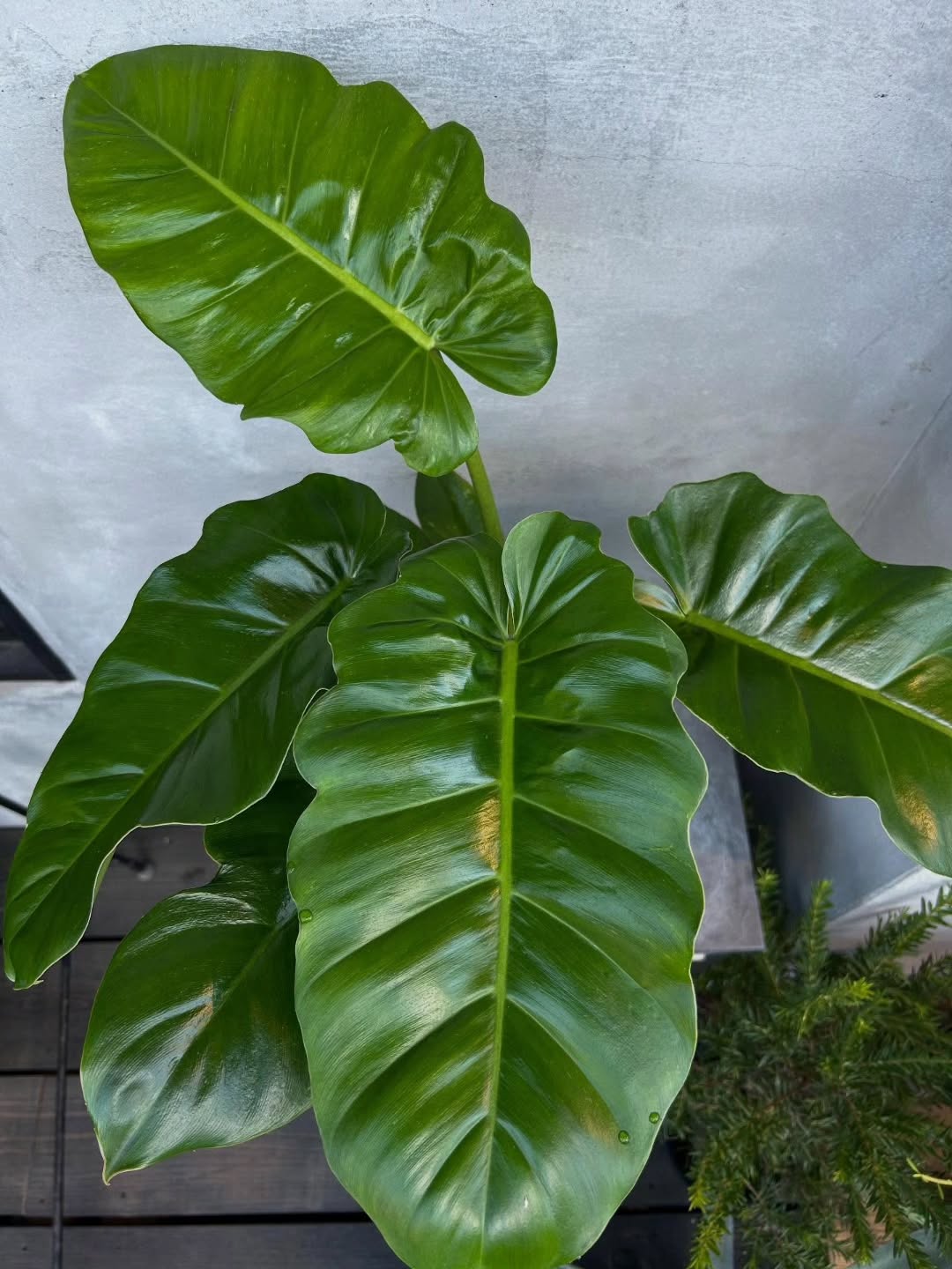 フィロデンドロン•ジャングルフィーバー - グリーンプロデュース フィロデンドロン•ジャングルフィーバー - グリーンプロデュース