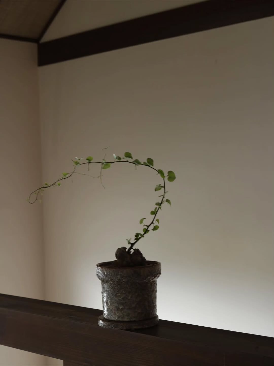 亀甲竜 - グリーンプロデュース～暮らしに緑を～｜グリーン雑貨 専門店